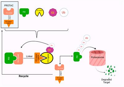 PROTACs: The Future of Leukemia Therapeutics